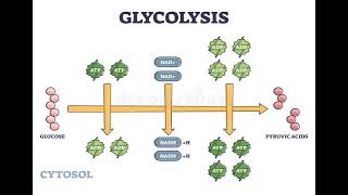 1 Carbohydrates GLYCOLYSIS شرح بالعربي [upl. by Hoyt]