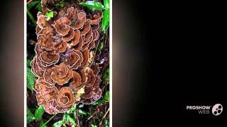 Hexagonia variegata  fungi kingdom [upl. by Leumas]