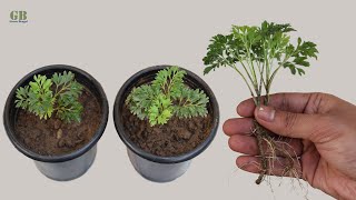 How to propagate Aralia plant from cutting with update [upl. by Venetis]