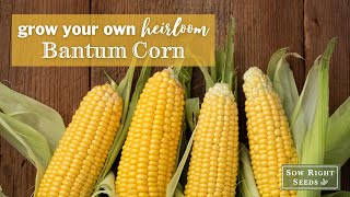 Sow Right Seeds  Bantam Sweet Corn [upl. by Ulrich]