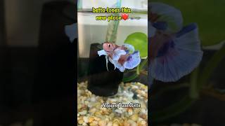 new home betta fish🤩betta bettafishtank aquarium [upl. by Korrie]