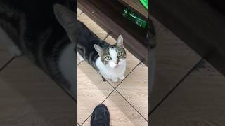 A friendly Bodega cat in Ridgewood Queens NY [upl. by Bala]