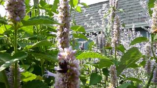 Anise Hyssop Agastache foeniculum part 2 [upl. by Harwin]