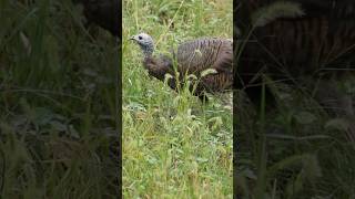 Nice bird out enjoying the food plot 🦃 [upl. by Leggat]