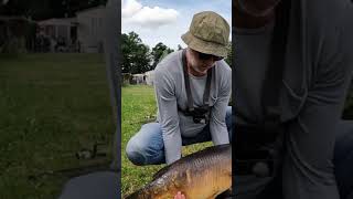 Short 13 Kg Carp from Belgium On Bread [upl. by Lishe]