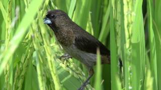 白腰文鳥 White rumped Munia [upl. by Nanette]