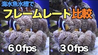 フレームレートを海水魚水槽で比較してみる（60fps・30fps） [upl. by Ahsenyt962]