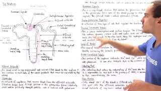 Structure of the Nephron [upl. by Tiffy]