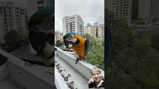 Cute macaw parrot birds pets animals funny helicopter helicopterlife baby unrealplaces [upl. by Luht56]