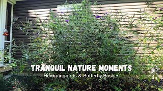 Hummingbirds amp Butterfly Bushes  Tranquil Nature Moments 4K Video [upl. by Mcmullan412]