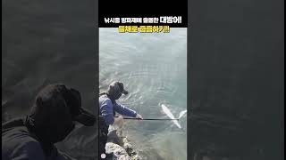 방파제에 출몰한 자연산 대방어 낚시 fishing 바다 통영 곤리도 [upl. by Maggee]