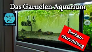 Das Garnelen Aquarium  Worauf ist zu achten  Neueinrichtung eines Aquariums für Neocaridina [upl. by Neumark]