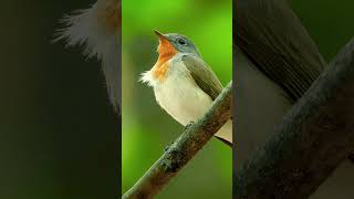 Redbreasted Flycatchers Sweet Singing  Bird Songs amp calls shorts [upl. by Wieche353]