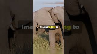 Elephant Name Each Other facts wildanimalfacts animals elephants funfacts [upl. by Ijar671]