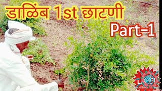 डाळिंब छाटणी अनार कटिंग Pomegranate cutting । 6 month Pomegranate cutting । 6महिन्यात छाटणी माहिती [upl. by Ynnavoig]