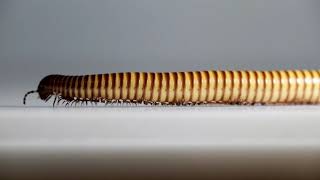 Millipede on the Move Desert Millipede  Orthoporus ornatus [upl. by Gilbert231]