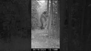 Midnight Rambler  Yukon Porcupines Nocturnal Climb [upl. by Sumetra949]