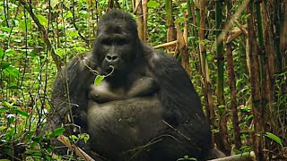 Rwanda les derniers gorilles  Documentaire animalier [upl. by Lejna]