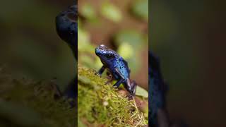 Dendrobates tinctorius Azureus dendrobates terrarium frog florarium [upl. by Perdita]