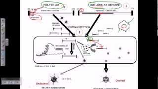 Gene therapy using adeno virus [upl. by Killoran]