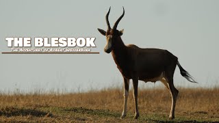 The Blesbok Bontebok  Everything you need to know about Blesbok [upl. by Rivard]