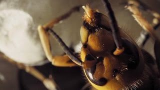 Cameras Capture a Hornet Hatching UpClose [upl. by Outhe784]