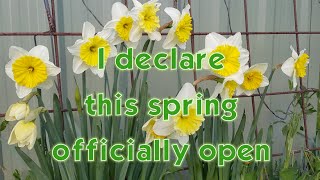 I declare this spring officially open [upl. by Kelwen]