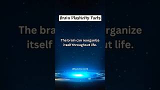 The brain can reorganize itself throughout life factsforworld facts shortsfeed brain shorts [upl. by Nylrak]