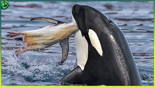 12 Orca Attacks That Prove They Are The Top Predators In the Ocean [upl. by Iatnwahs]