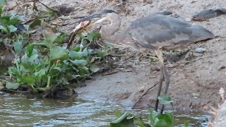 Great Blue Heron Eats Bullhead [upl. by Names491]