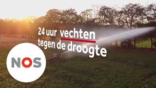 DROOGTE Zo probeert boer Bert zijn mais en aardappelen te redden [upl. by Celestine34]