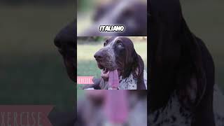 Living with the Bracco Italiano  What to Expect [upl. by Carina]