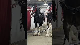 Clydesdale Horses in anticipation of the Riding Show 🤠 [upl. by Ailee858]