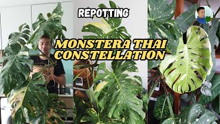 Repotting my HUGE Monstera Thai constellation after 25 years Is it OK with a new leaf unfurling [upl. by Nnylecyoj371]