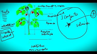 Estudos das Plantas [upl. by Brigit]