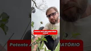 Picãopreto é uma planta com efeito antiinflamatório [upl. by Mihcaoj]