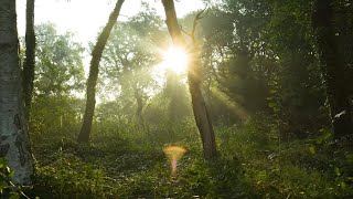 Relaxing Morning with Birdsong Music and Flowing Stream Sounds [upl. by Ystap]