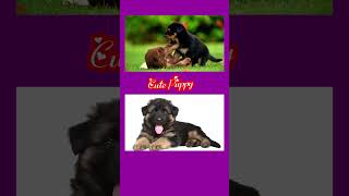 Cute Puppy Chó con dễ thương Real Video  shorts music love cute dance foryou cutedog art [upl. by Hersch]