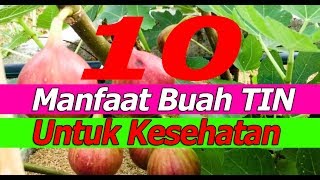 10 manfaat buah tin untuk kesehatan [upl. by Aihsak]