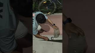 Highly venomous common karit snake rescue 🛟snakerescue snake sukanta commonkarit highlight [upl. by Uahsoj237]