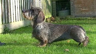 Dog Breed Video Dachshund [upl. by Halima805]