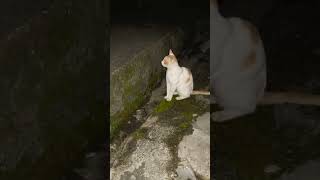 Viral cat funny video [upl. by Ycnan]