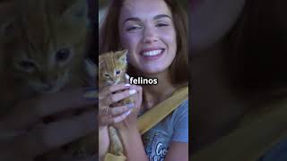 ✅ Los gatos más lindos de Internet  The 5Minute Cat Cuteness Challenge [upl. by Bing212]