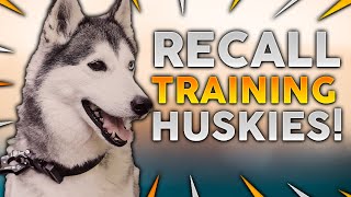 SIBERIAN HUSKY TRAINING Recall Training With Your Siberian Husky [upl. by Inaluahek]