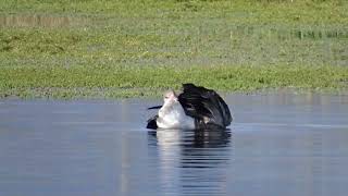 gans aan het wassen [upl. by Amary160]