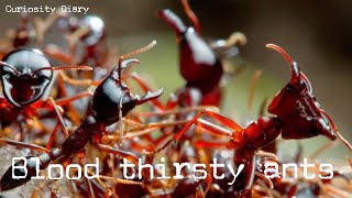 The blood thirsty world of driver ants safari ants part one antscanada shorts [upl. by Anaxor757]