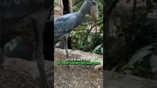 Ever heard a shoebill stork’s call before wildlife shorts [upl. by Gamali]