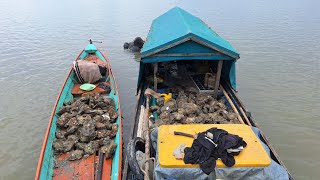 TIRAM OYSTER TERBESAR CUMA ADA Di SiNI BERKUMPULENAK LEZAT [upl. by Valenza]