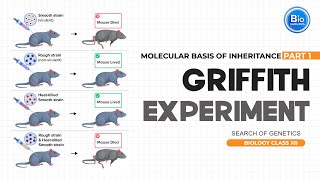 Griffith Experiment  Molecular Basis of Inheritance  Biology Class XII [upl. by Mundford127]