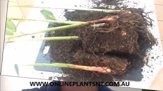 How to propagate and divide your Heliconia plants [upl. by Anauqed]